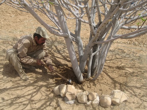 بهارکنی